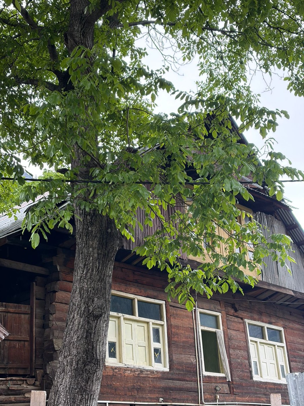 A residential roof partly hidden beneath the dense canopy of a large overhanging tree